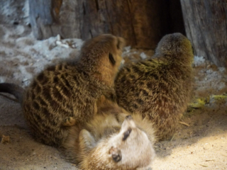 Alwetterzoo Münster Alwetterzoo Münster