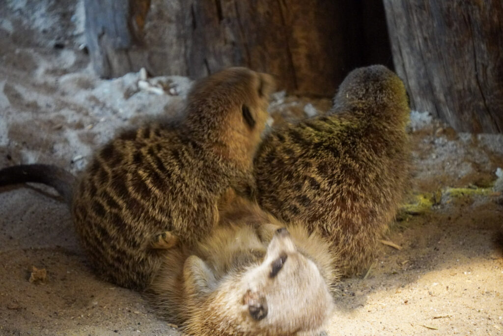Alwetterzoo Münster Alwetterzoo Münster
