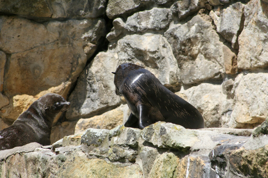 Berliner Zoo
