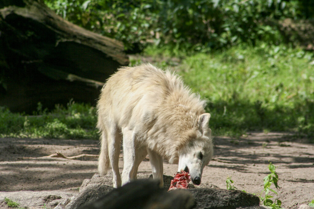 Berliner Zoo