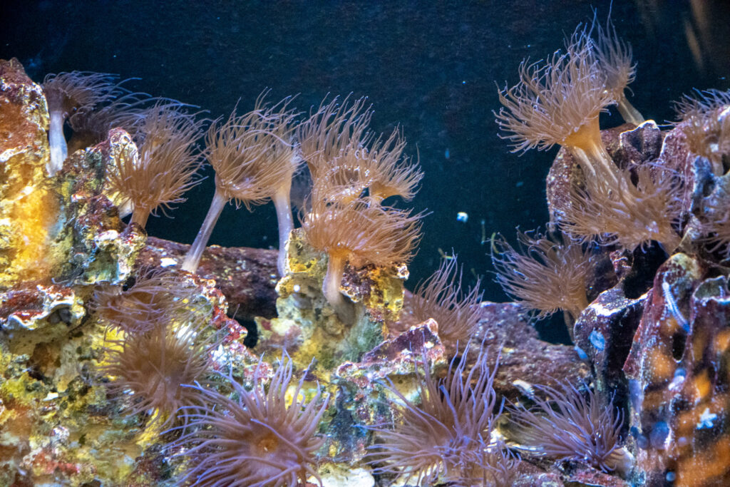 Aquazoo L&ouml;bbecke Museum D&uuml;sseldorf