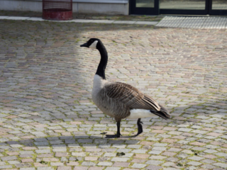 Grugapark Essen