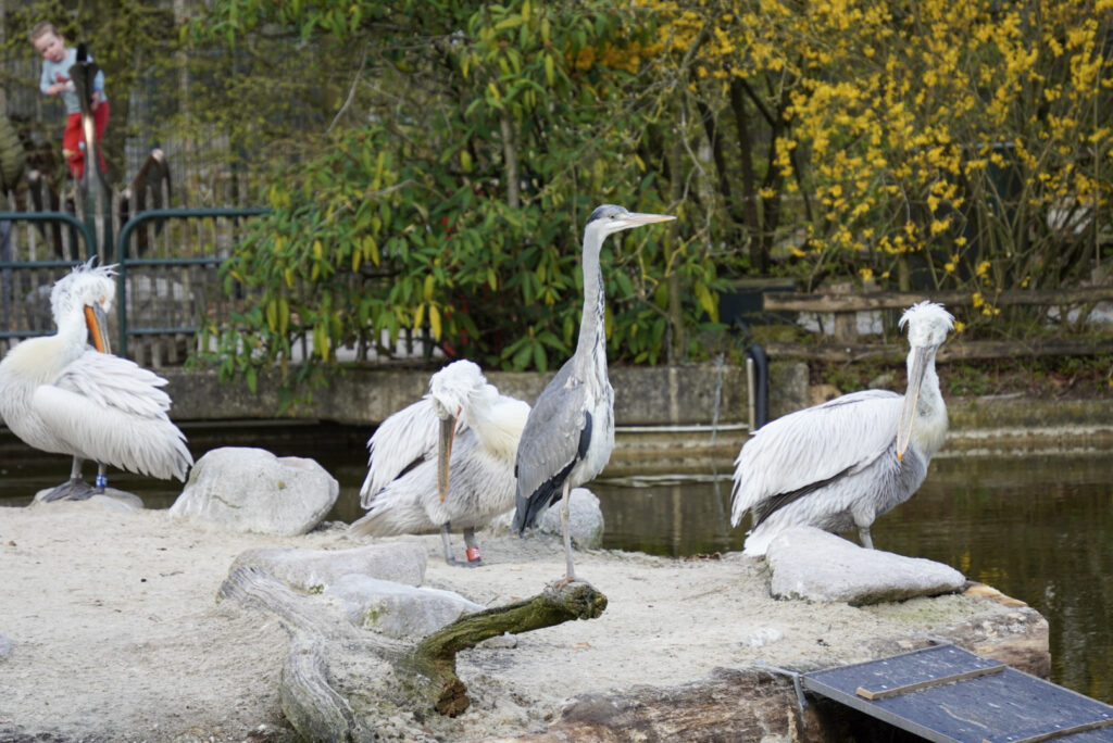 Alwetterzoo Münster Alwetterzoo Münster