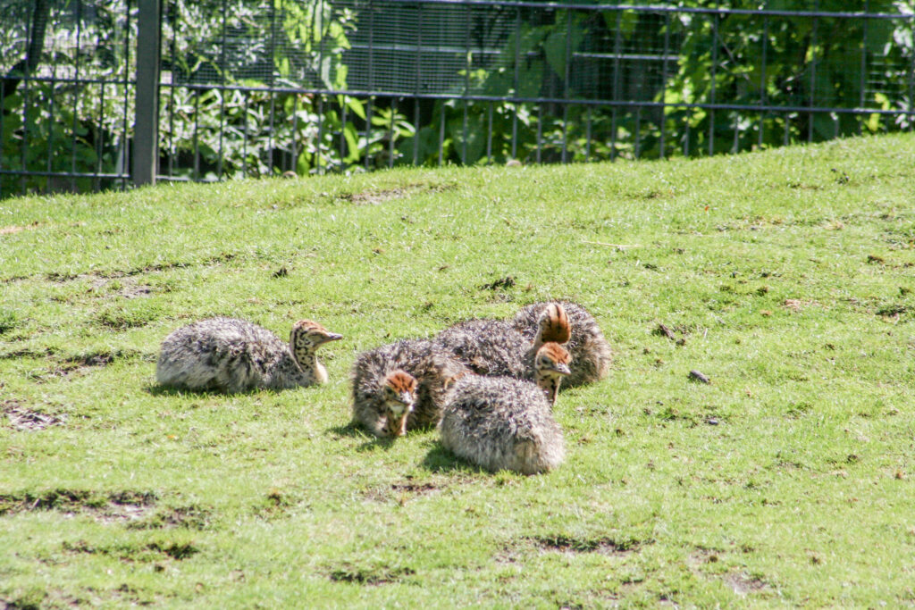 Berliner Zoo