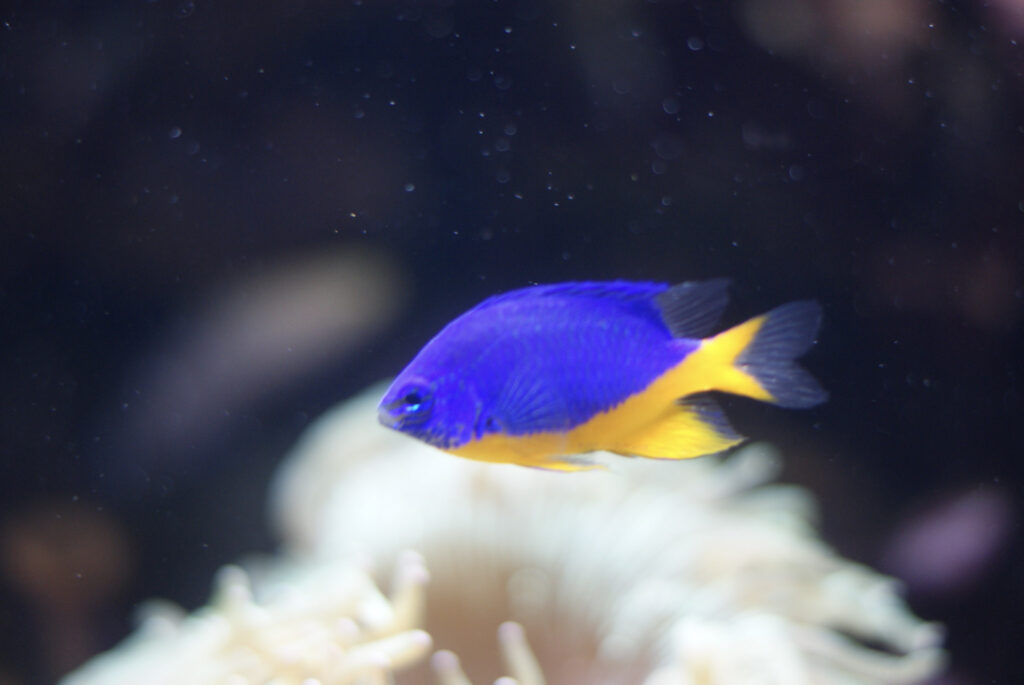 Berliner Zoo