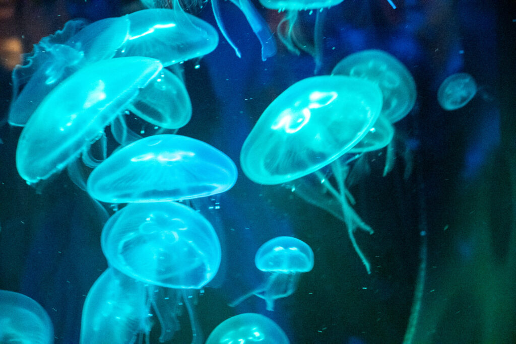 Aquazoo L&ouml;bbecke Museum D&uuml;sseldorf