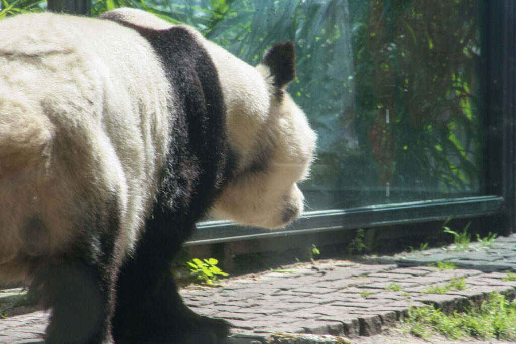 Berliner Zoo