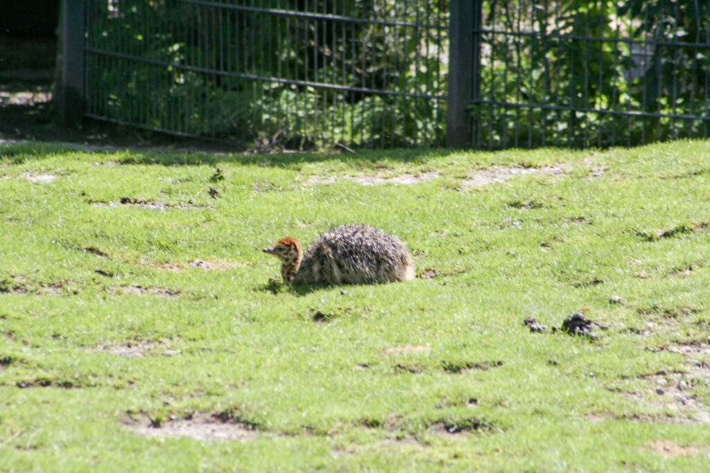 Berliner Zoo