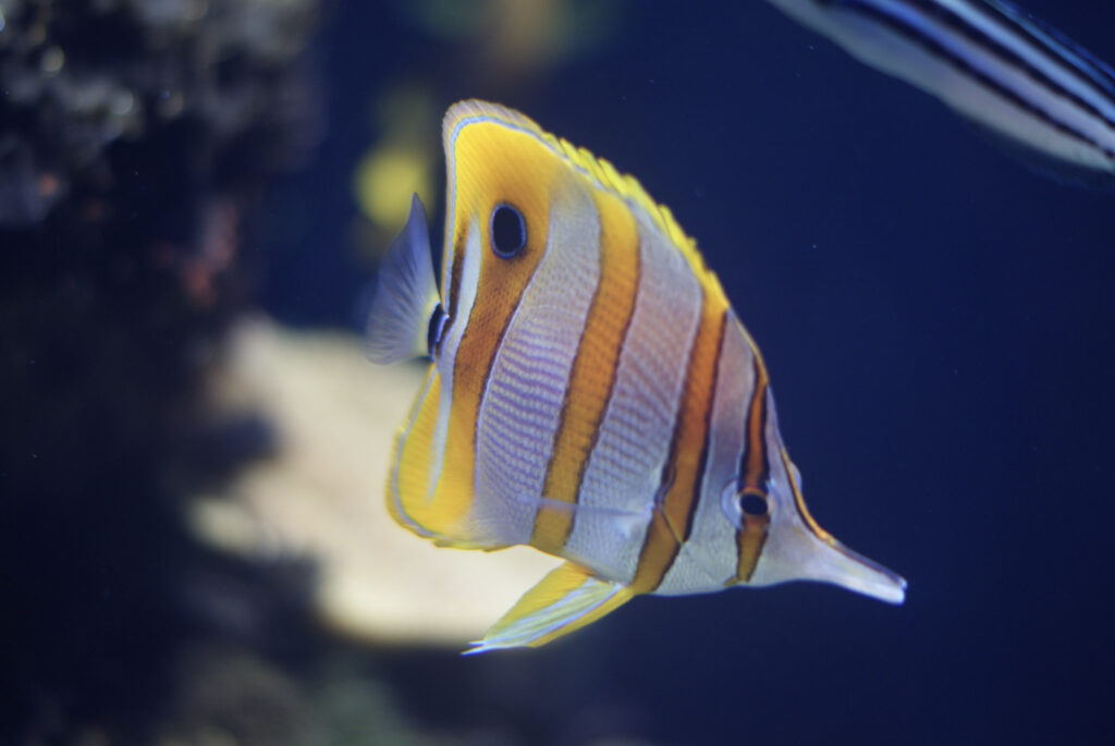 Berliner Zoo