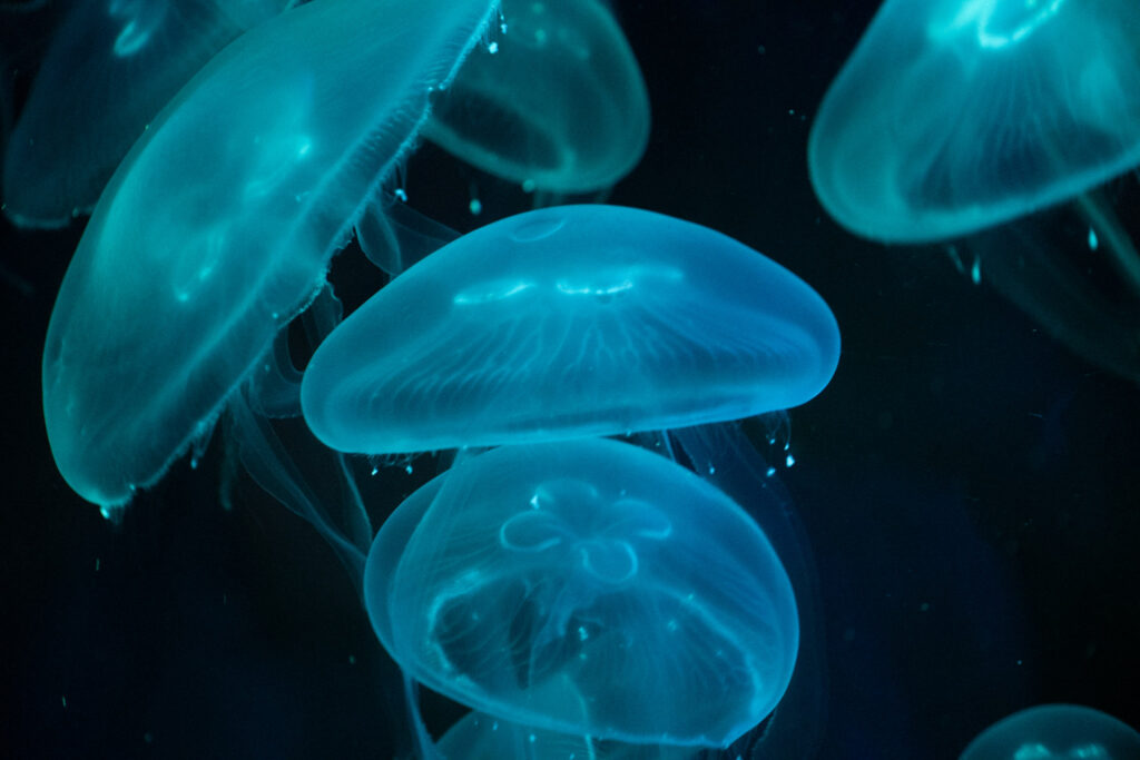 Aquazoo L&ouml;bbecke Museum D&uuml;sseldorf