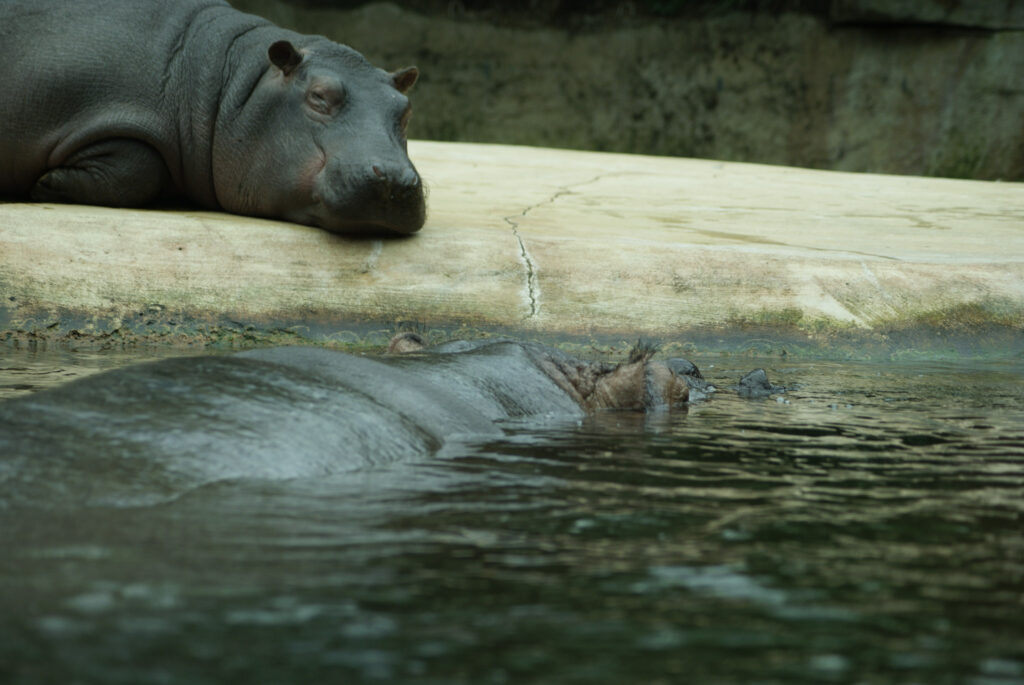 Berliner Zoo