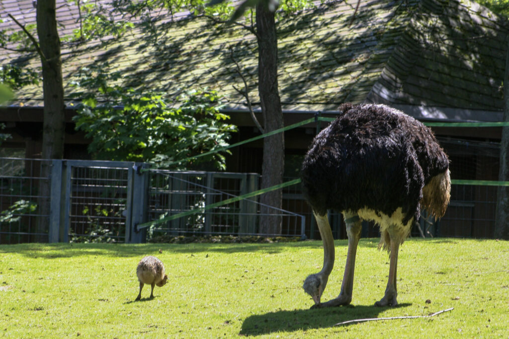 Berliner Zoo