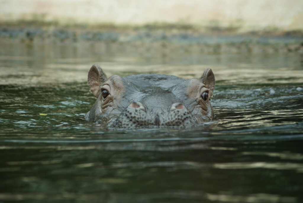 Berliner Zoo