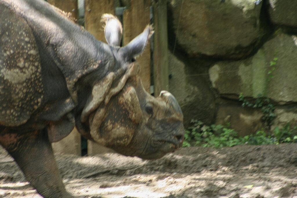 Berliner Zoo