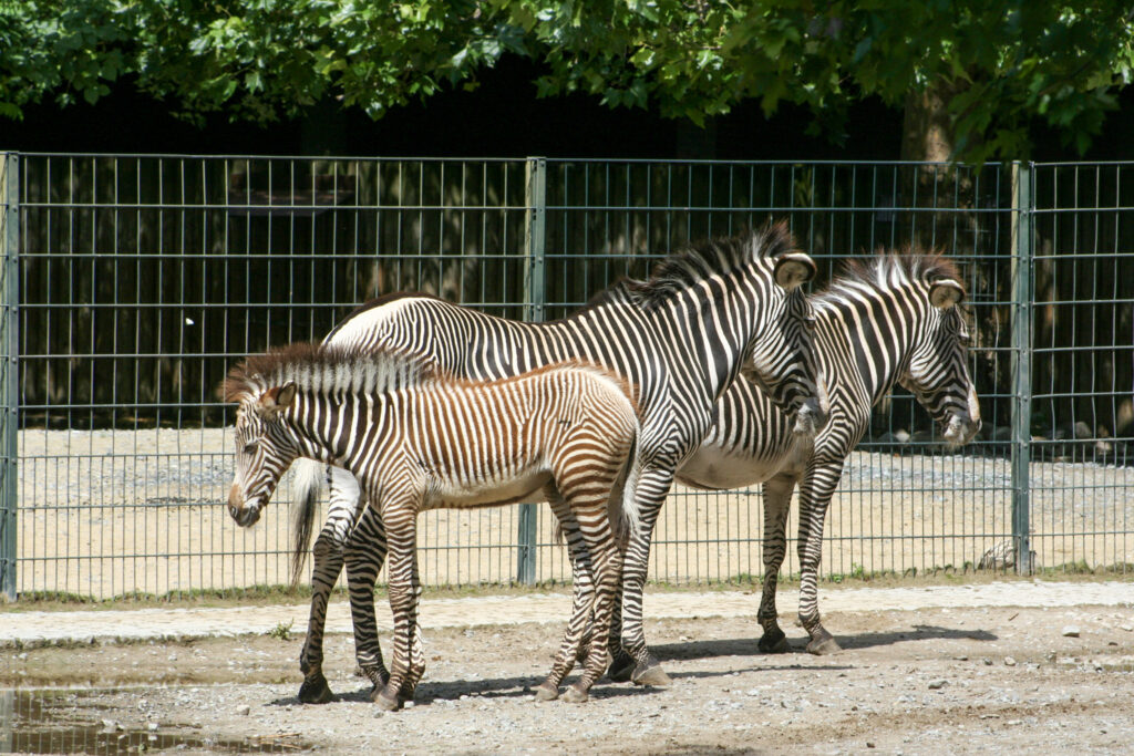 Berliner Zoo