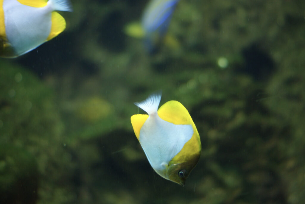 Berliner Zoo