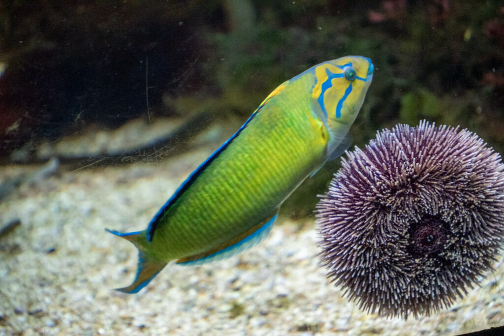 Aquazoo L&ouml;bbecke Museum D&uuml;sseldorf