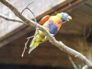Alwetterzoo Münster Alwetterzoo Münster
