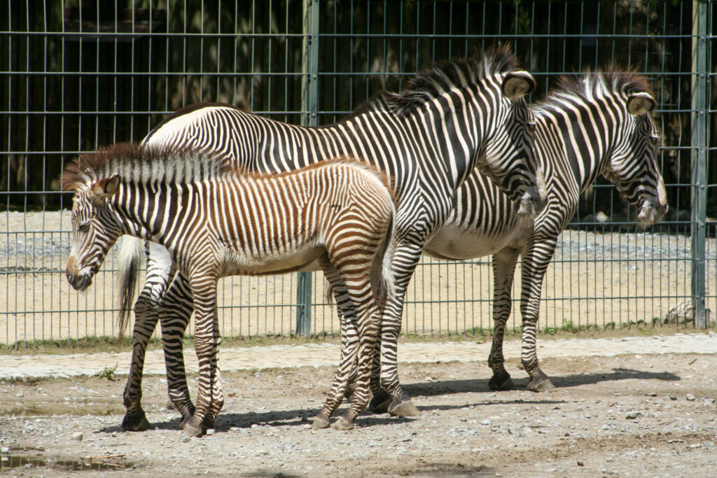 Berliner Zoo