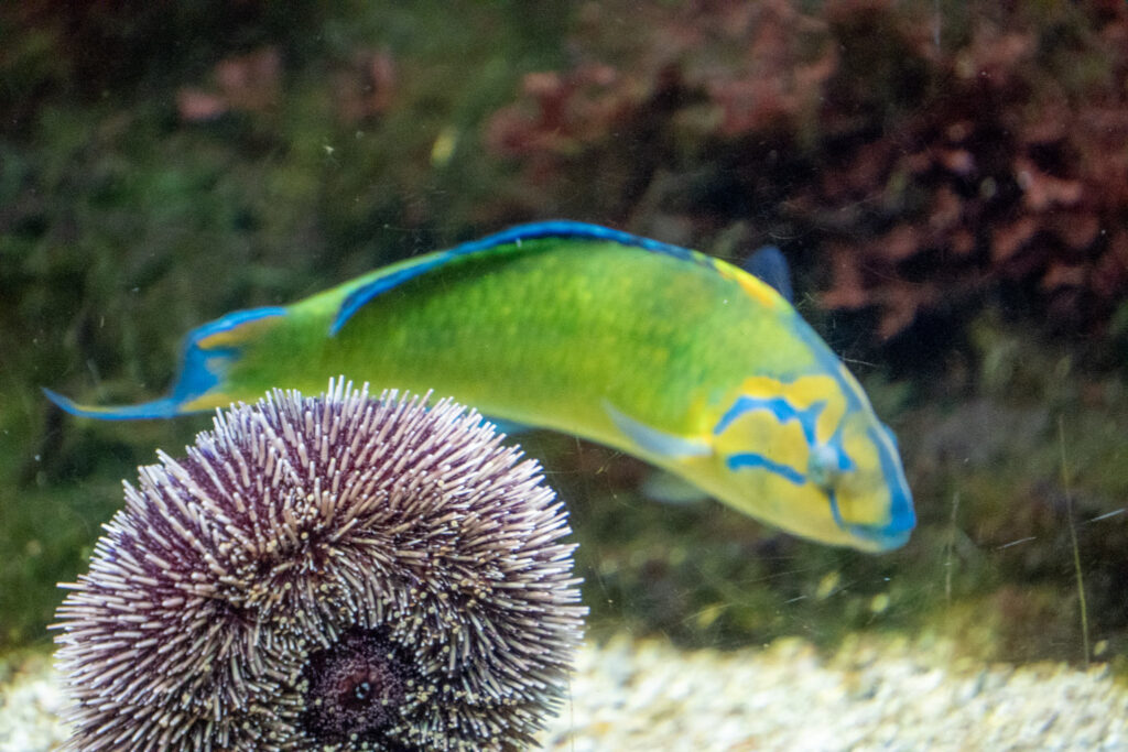 Aquazoo L&ouml;bbecke Museum D&uuml;sseldorf