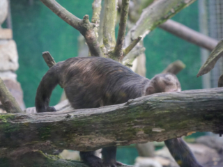Alwetterzoo Münster Alwetterzoo Münster