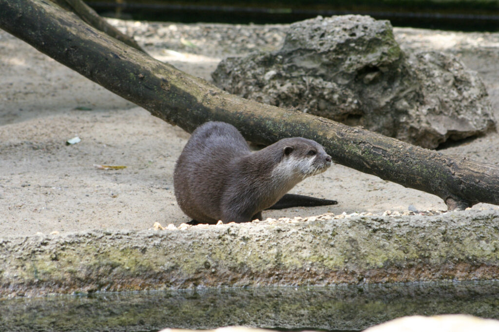 Berliner Zoo