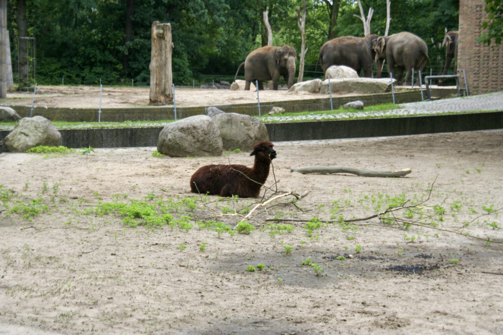 Berliner Zoo