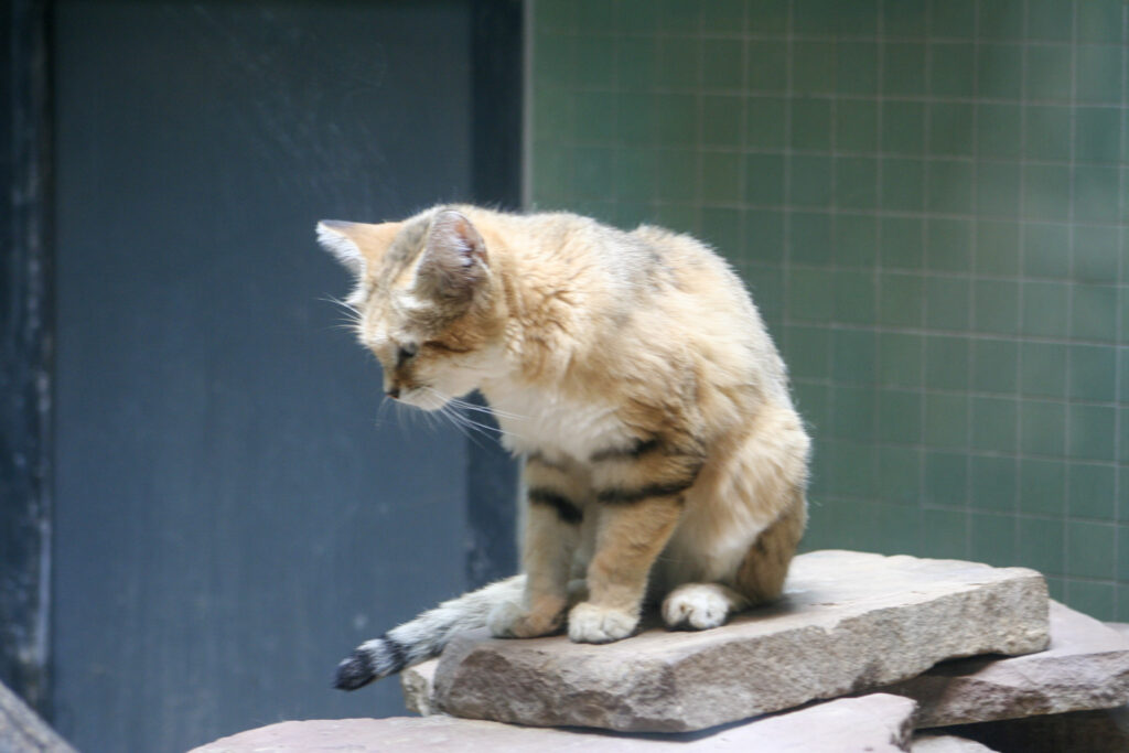 Berliner Zoo