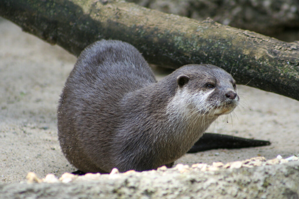 Berliner Zoo
