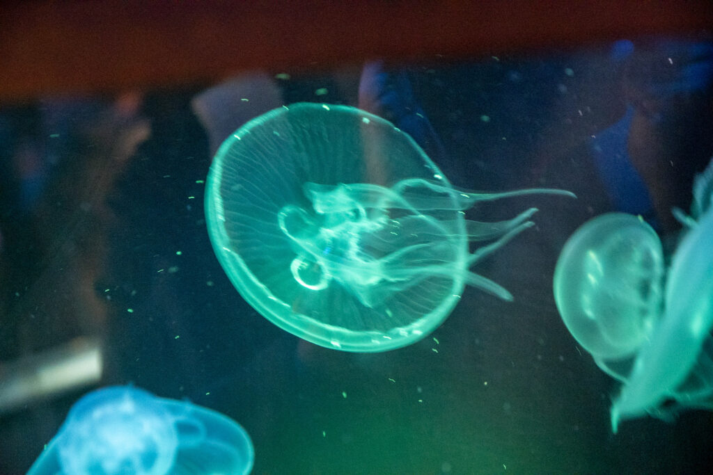 Aquazoo L&ouml;bbecke Museum D&uuml;sseldorf