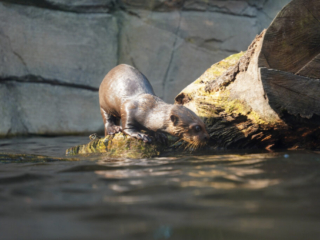 Alwetterzoo Münster Alwetterzoo Münster