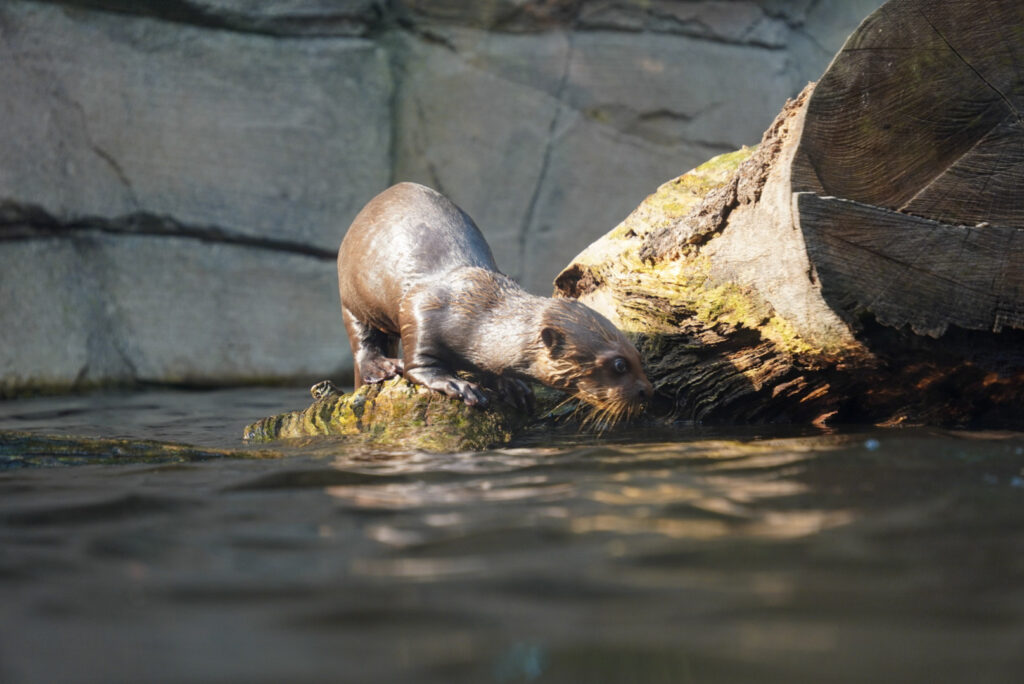 Alwetterzoo Münster Alwetterzoo Münster