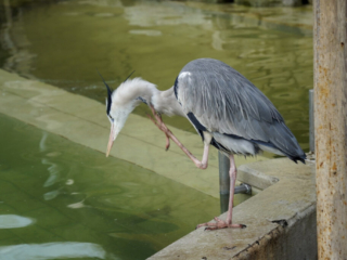 Alwetterzoo Münster Alwetterzoo Münster