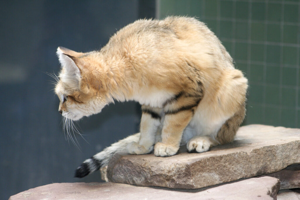 Berliner Zoo