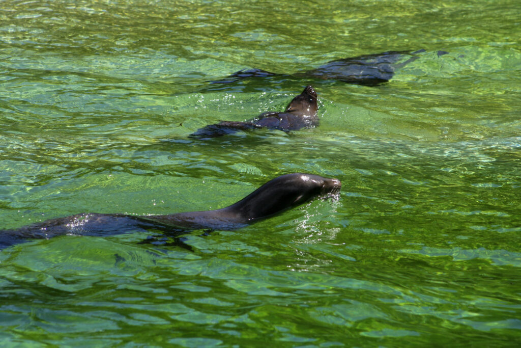 Berliner Zoo
