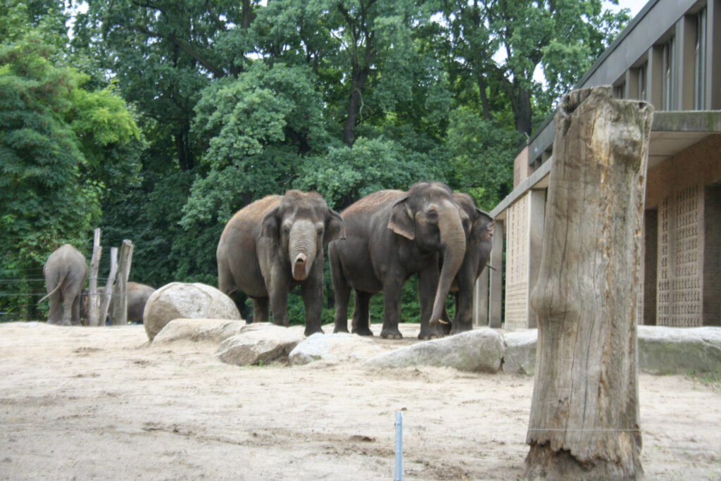 Berliner Zoo