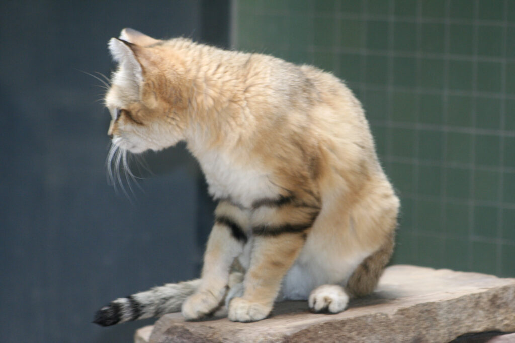 Berliner Zoo