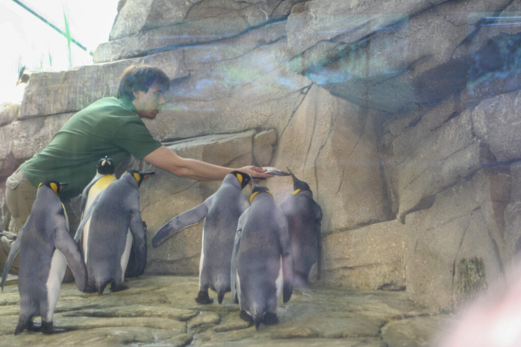 Berliner Zoo