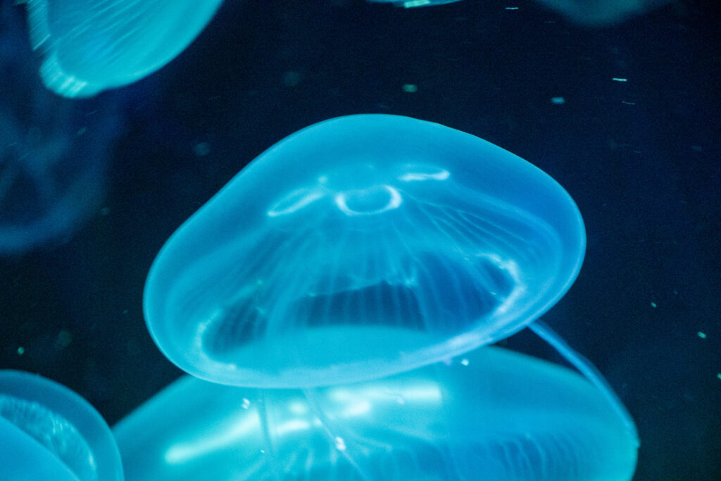 Aquazoo L&ouml;bbecke Museum D&uuml;sseldorf
