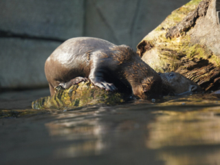 Alwetterzoo Münster Alwetterzoo Münster