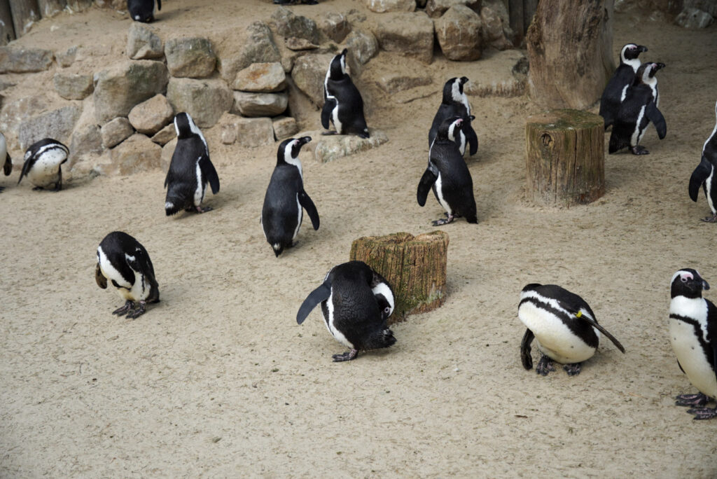 Alwetterzoo Münster Alwetterzoo Münster