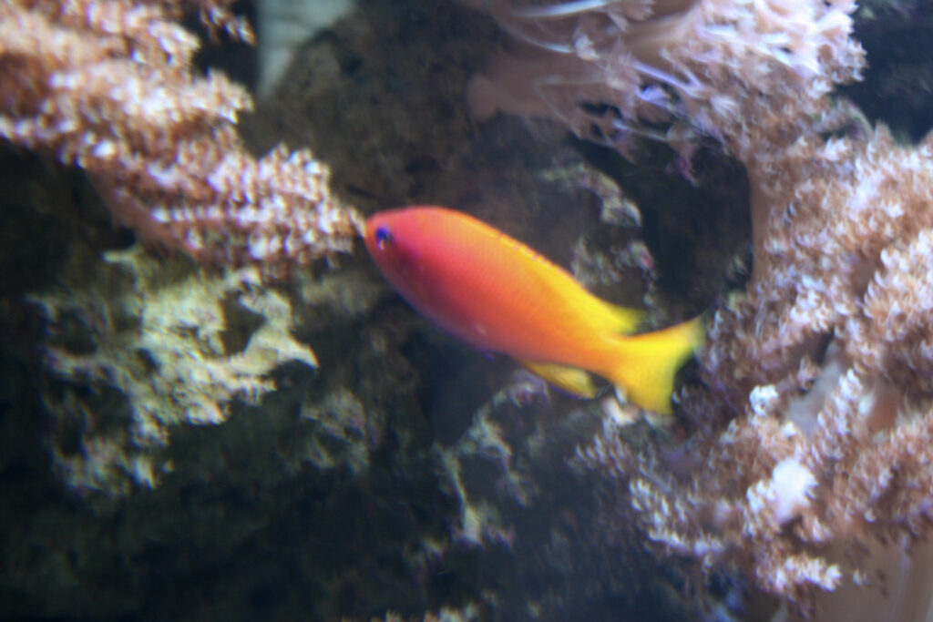 Berliner Zoo