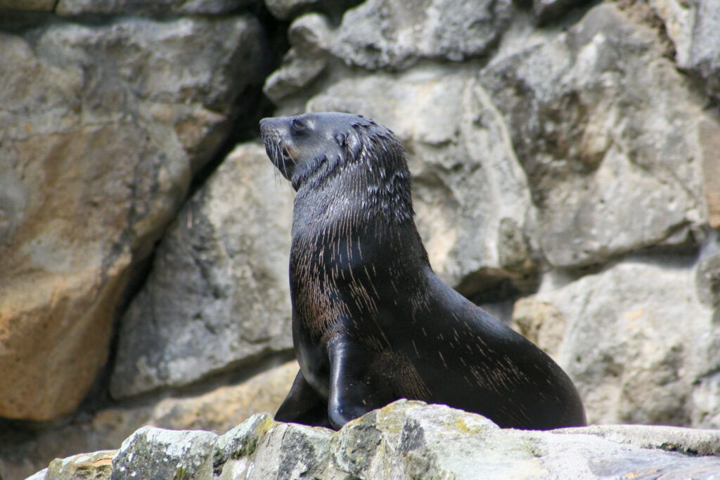 Berliner Zoo