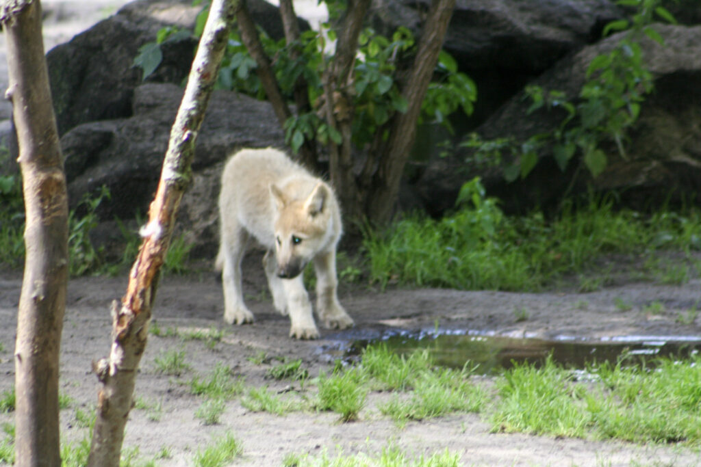 Berliner Zoo