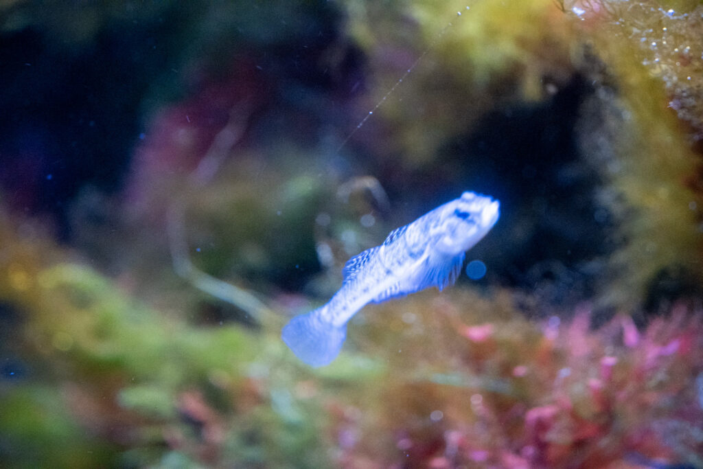 Aquazoo L&ouml;bbecke Museum D&uuml;sseldorf