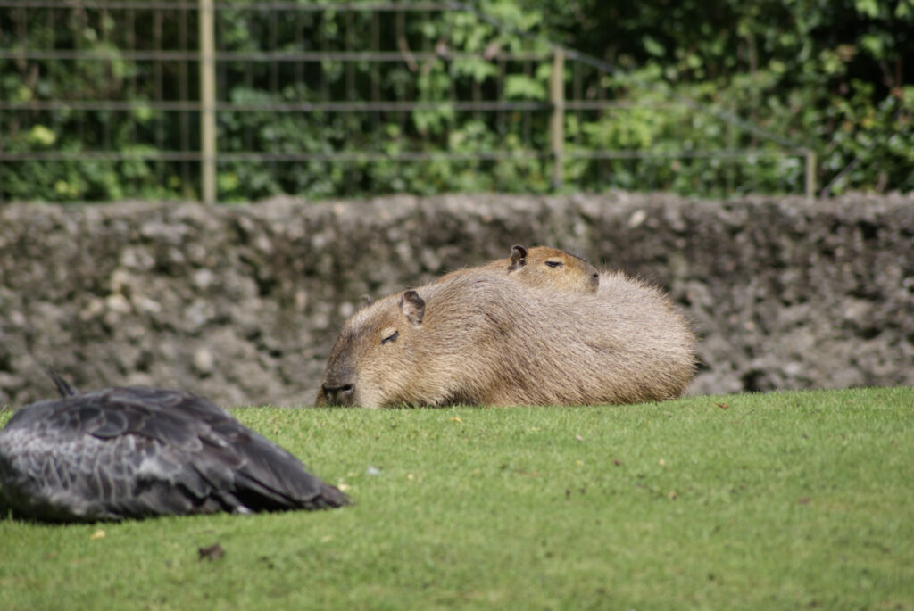 Berliner Zoo