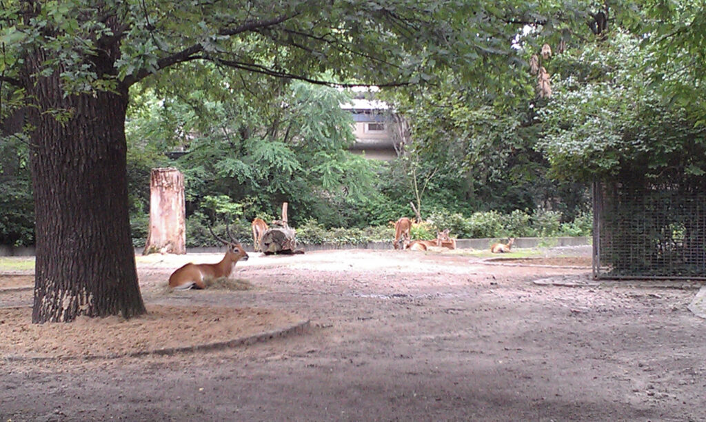 Berliner Zoo