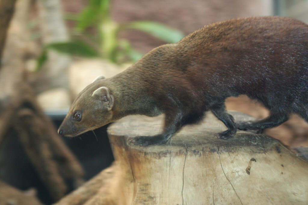 Berliner Zoo