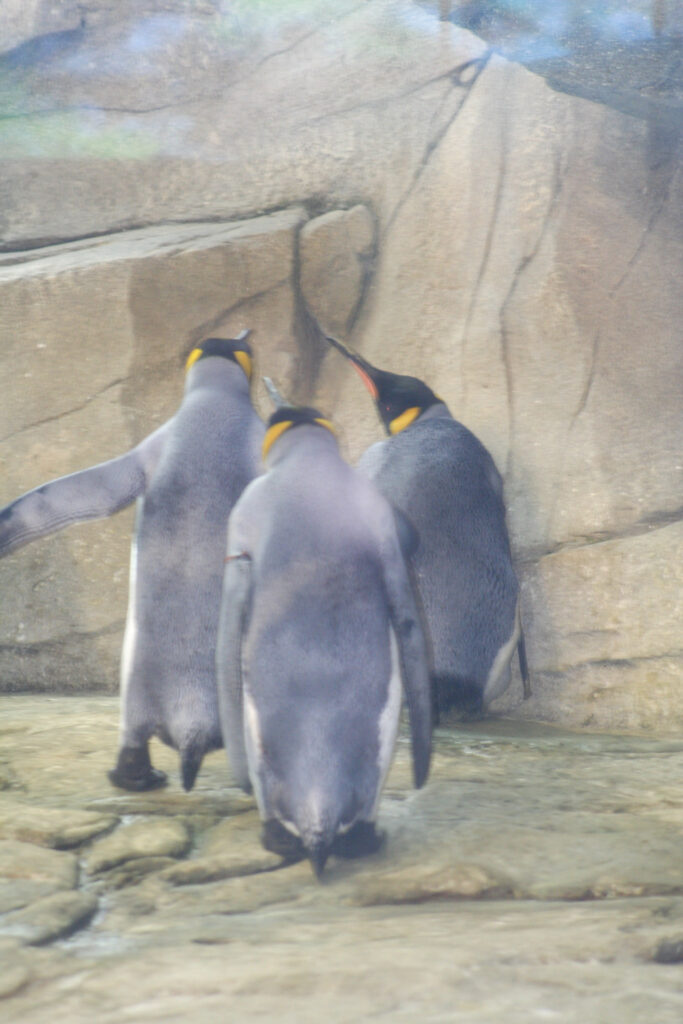 Berliner Zoo
