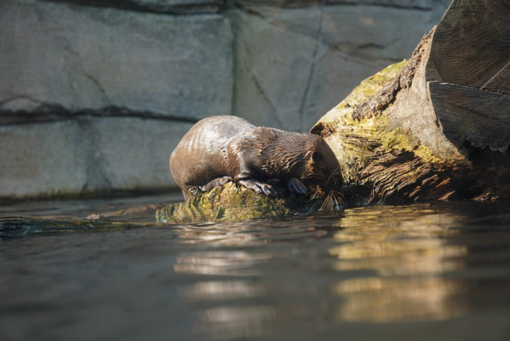 Alwetterzoo Münster Alwetterzoo Münster